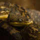 Image for article titled Are Humans Hardwired to Detect Snakes?